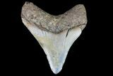 Bargain, Megalodon Tooth - North Carolina #76341-1